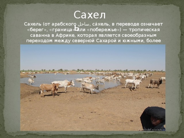 Сахель Сахель (от aрабского ساحل , са́хель, в переводе означает «берег», «граница» или «побережье») — тропическая саванна в Африке, которая является своеобразным переходом между северной Сахарой и южными, более плодородными землями