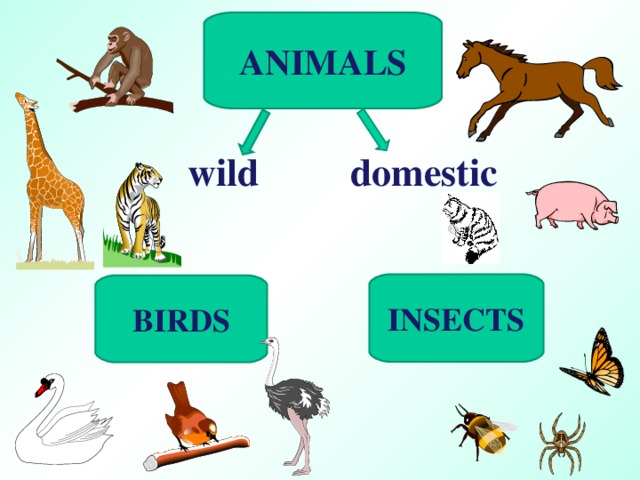 ANIMALS wild domestic INSECTS BIRDS