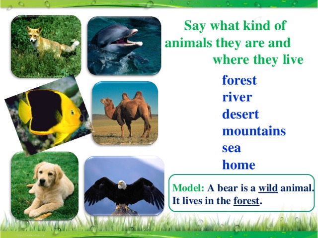 Say what kind of animals they are and where they live forest river desert mountains sea home Model:  A bear is a wild animal. It lives in the forest .