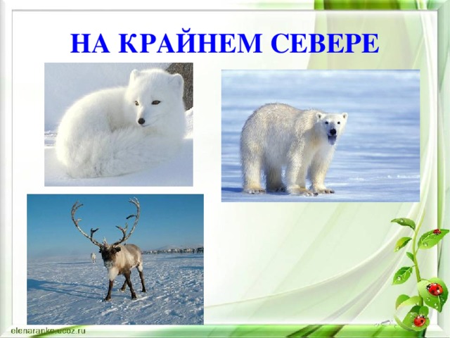 НА КРАЙНЕМ СЕВЕРЕ