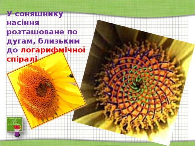 У соняшнику насіння розташоване по дугам, близьким до логарифмічної спіралі