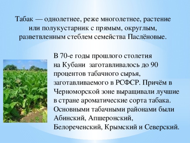 Табак — однолетнее, реже многолетнее, растение или полукустарник с прямым, округлым, разветвленным стеблем семейства Паслёновые. В 70-е годы прошлого столетия на Кубани  заготавливалось до 90 процентов табачного сырья, заготавливаемого в РСФСР. Причём в Черноморской зоне выращивали лучшие в стране ароматические сорта табака. Основными табачными районами были Абинский, Апшеронский, Белореченский, Крымский и Северский.