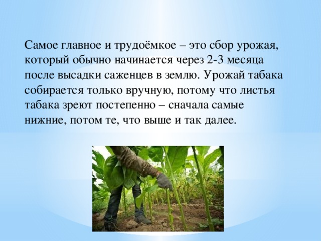 Самое главное и трудоёмкое – это сбор урожая, который обычно начинается через 2-3 месяца после высадки саженцев в землю. Урожай табака собирается только вручную, потому что листья табака зреют постепенно – сначала самые нижние, потом те, что выше и так далее.