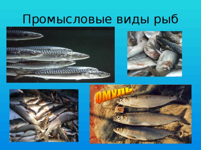 Промысловые виды рыб