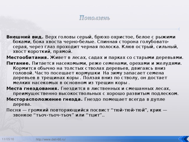 Внешний вид. Верх головы серый, брюхо охристое, белое с рыжими боками, бока хвоста черно-белые. Спинная сторона голубовато-серая, через глаз проходит черная полоска. Клюв острый, сильный, хвост короткий, прямой. Местообитания. Живет в лесах, садах и парках со старыми деревьями. Питание. Питается насекомыми, реже семенами, орехами и желудями. Кормится обычно на толстых стволах деревьев, двигаясь вниз головой. Часто посещает кормушки На зиму запасает семена деревьев в трещинах коры . Ползая вниз по стволу, он достает мелких насекомых в основном из трещин коры . Места гнездования. Гнездится в лиственных и смешанных лесах, преимущественно высокоствольных с хорошо развитым подлеском. Месторасположение гнезда. Гнездо помещает всегда в дупле дерева. Песня — громкий повторяющийся посвист “тюй-тюй-тюй”, крик — звонкое “тьоч-тьоч-тьоч” или “тцит”.. 11/05/16  http://www.deti-66.ru/