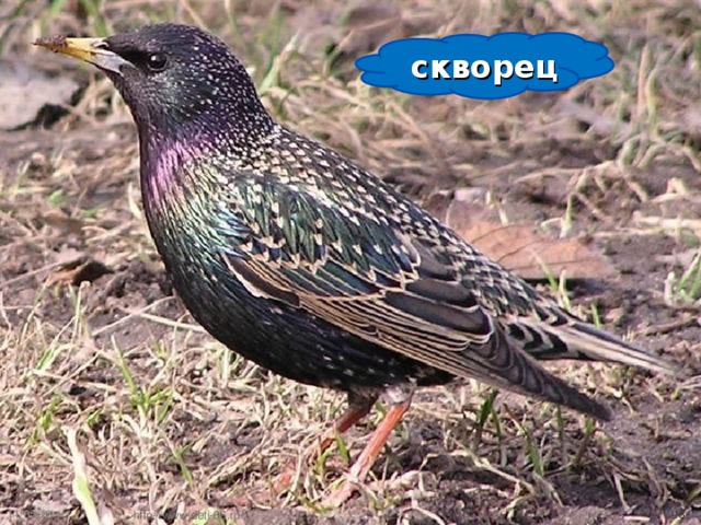 скворец 11/05/16  http://www.deti-66.ru/