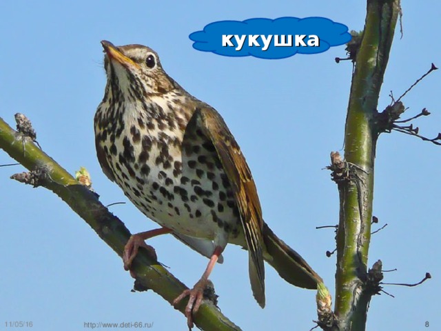 кукушка 11/05/16  http://www.deti-66.ru/