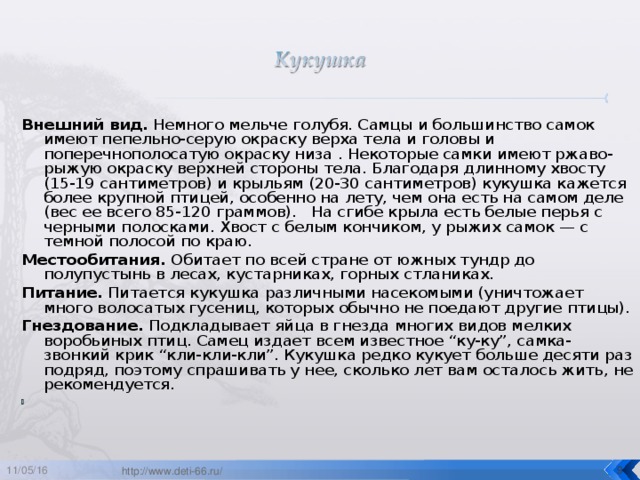 Внешний вид. Немного мельче голубя. Самцы и большинство самок имеют пепельно-серую окраску верха тела и головы и поперечнополосатую окраску низа . Некоторые самки имеют ржаво-рыжую окраску верхней стороны тела. Благодаря длинному хвосту (15-19 сантиметров) и крыльям (20-30 сантиметров) кукушка кажется более крупной птицей, особенно на лету, чем она есть на самом деле (вес ее всего 85-120 граммов). На сгибе крыла есть белые перья с черными полосками. Хвост с белым кончиком, у рыжих самок — с темной полосой по краю. Местообитания. Обитает по всей стране от южных тундр до полупустынь в лесах, кустарниках, горных стланиках. Питание. Питается кукушка различными насекомыми (уничтожает много волосатых гусениц, которых обычно не поедают другие птицы). Гнездование. Подкладывает яйца в гнезда многих видов мелких воробьиных птиц. Самец издает всем известное “ку-ку”, самка- звонкий крик “кли-кли-кли”. Кукушка редко кукует больше десяти раз подряд, поэтому спрашивать у нее, сколько лет вам осталось жить, не рекомендуется.    11/05/16  http://www.deti-66.ru/