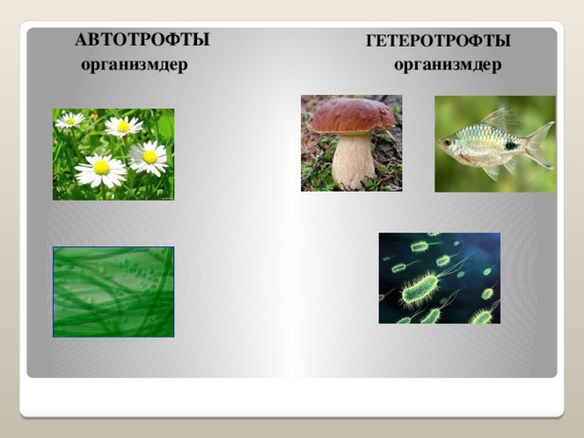 АВТОТРОФТЫ  организмдер  ГЕТЕРОТРОФТЫ  организмдер