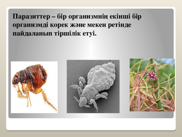 Паразиттер – бір организмнің екінші бір организмді қорек және мекен ретінде пайдаланып тіршілік етуі.