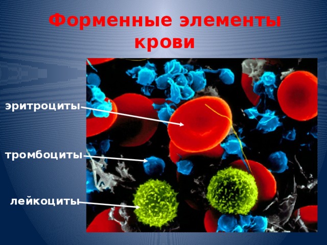 Форменные элементы крови эритроциты тромбоциты лейкоциты