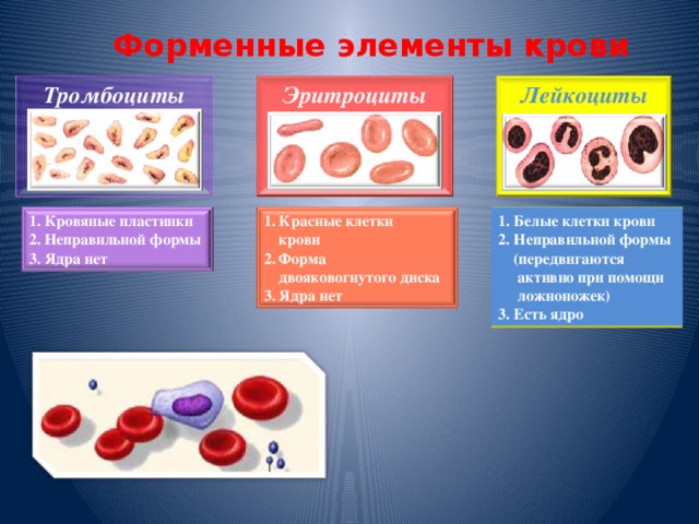 Форменные элементы крови Лейкоциты Тромбоциты Эритроциты          1. Белые клетки крови 1. Красные клетки 1. Кровяные пластинки  крови 2. Неправильной формы 2. Неправильной формы 3. Ядра нет 2. Форма  (передвигаются  двояковогнутого диска  активно при помощи 3. Ядра нет  ложноножек) 3. Есть ядро участвуют в свёртывании крови участвуют в транспорте газов участвуют в защитных реакциях организма - иммунитете