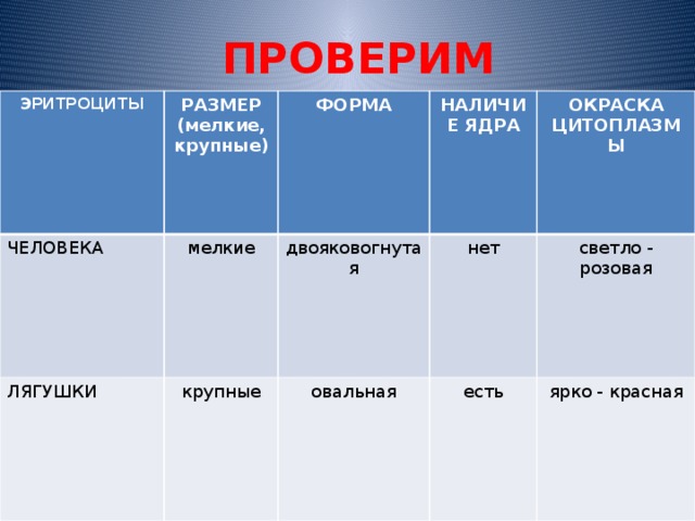 ПРОВЕРИМ ЭРИТРОЦИТЫ ЧЕЛОВЕКА РАЗМЕР ЛЯГУШКИ мелкие (мелкие, крупные) ФОРМА НАЛИЧИЕ ЯДРА двояковогнутая крупные ОКРАСКА ЦИТОПЛАЗМЫ нет овальная светло - розовая есть ярко - красная