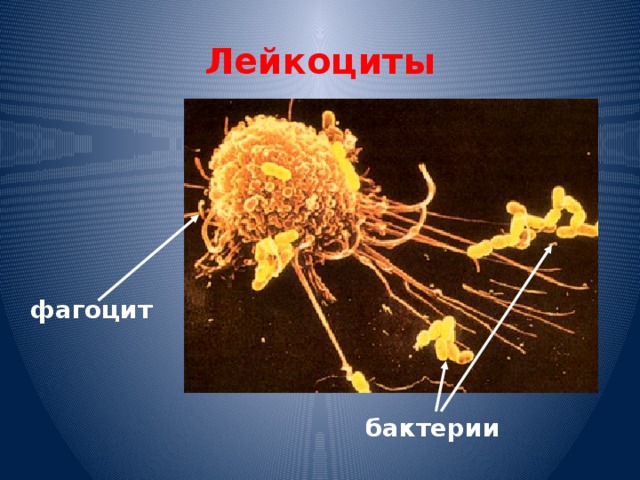 Лейкоциты фагоцит бактерии