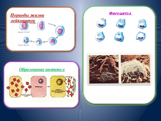 Фагоцитоз Периоды жизни лейкоцитов фагоциты Образование антител поглощение фагоцитами чужеродных тел