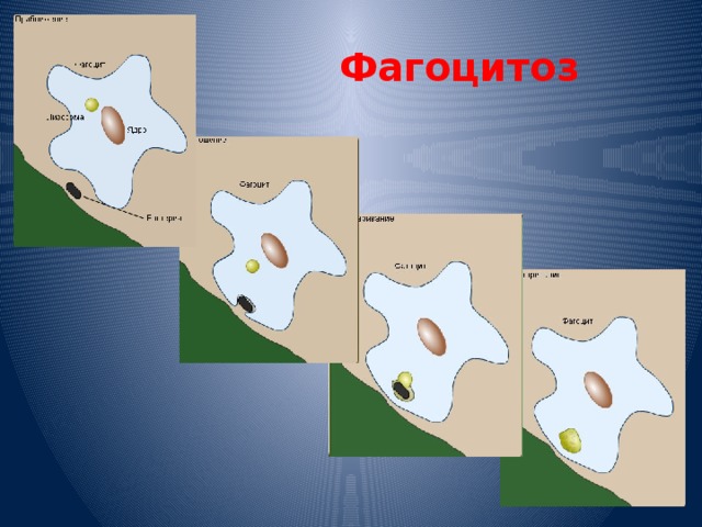 Открытие фагоцитоза презентация