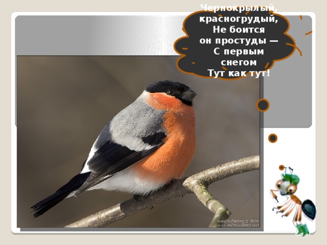 Чернокрылый, красногрудый,  Не боится он простуды —  С первым снегом  Тут как тут!