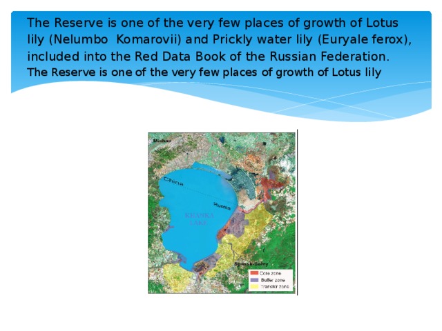The Reserve is one of the very few places of growth of Lotus lily (Nelumbo Komarovii) and Prickly water lily (Euryale ferox), included into the Red Data Book of the Russian Federation.  The Reserve is one of the very few places of growth of Lotus lily