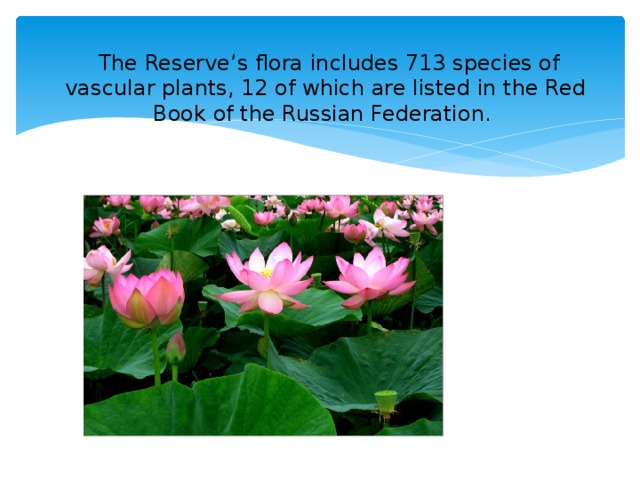 The Reserve’s flora includes 713 species of vascular plants, 12 of which are listed in the Red Book of the Russian Federation.