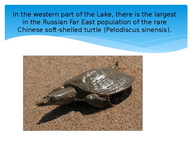In the western part of the Lake, there is the largest in the Russian Far East population of the rare Chinese soft-shelled turtle (Pelodiscus sinensis).