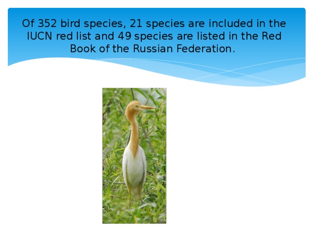 Of 352 bird species, 21 species are included in the IUCN red list and 49 species are listed in the Red Book of the Russian Federation.