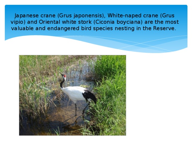 Japanese crane (Grus japonensis), White-naped crane (Grus vipio) and Oriental white stork (Ciconia boyciana) are the most valuable and endangered bird species nesting in the Reserve.