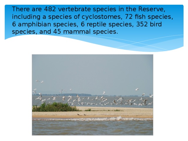 There are 482 vertebrate species in the Reserve, including a species of cyclostomes, 72 fish species, 6 amphibian species, 6 reptile species, 352 bird species, and 45 mammal species.