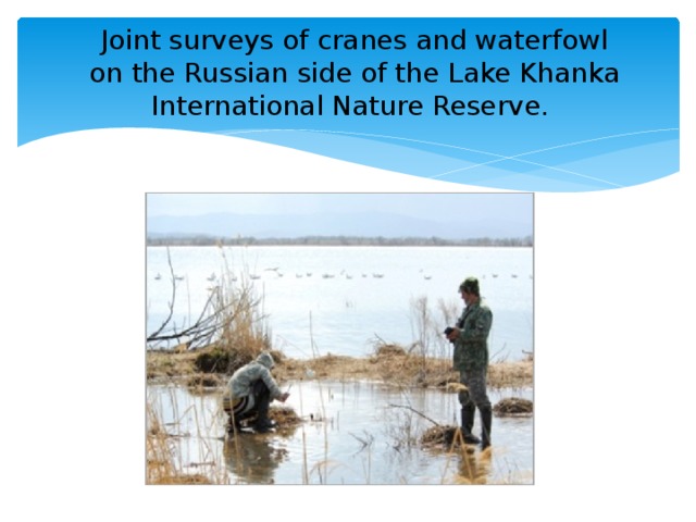 Joint surveys of cranes and waterfowl  on the Russian side of the Lake Khanka International Nature Reserve.