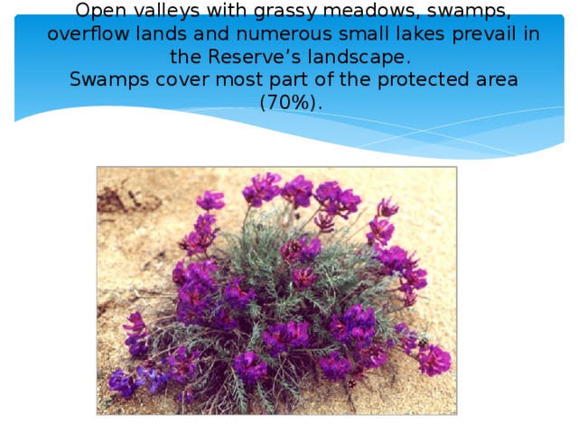 Open valleys with grassy meadows, swamps, overflow lands and numerous small lakes prevail in the Reserve’s landscape.  Swamps cover most part of the protected area (70%).