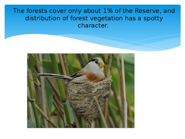 The forests cover only about 1% of the Reserve, and distribution of forest vegetation has a spotty character.