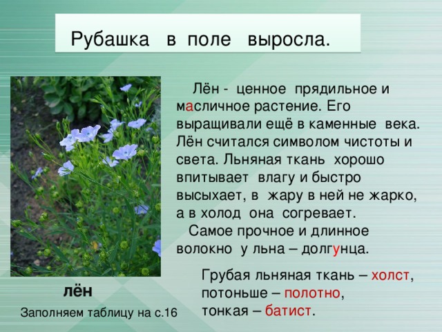 Рубашка в поле выросла.  Лён - ценное прядильное и м а сличное растение. Его выращивали ещё в каменные века. Лён считался символом чистоты и света. Льняная ткань хорошо впитывает влагу и быстро высыхает, в жару в ней не жарко, а в холод она согревает.  Самое прочное и длинное волокно у льна – долг у нца. Грубая льняная ткань – холст ,  потоньше – полотно ,  тонкая – батист . лён Заполняем таблицу на с.16