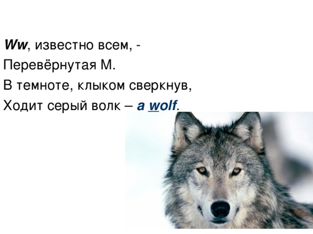 Ww ,  известно всем, - Перевёрнутая M . В темноте, клыком сверкнув, Ходит серый волк – a w olf .