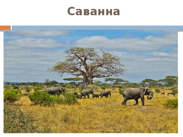 Саванна