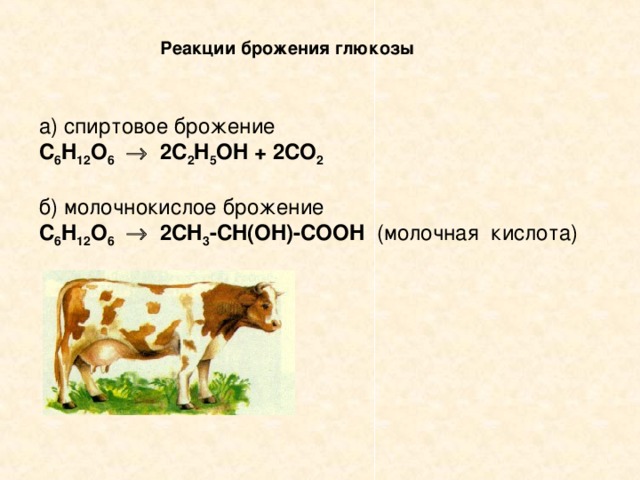 Реакции брожения глюкозы а) спиртовое брожение C 6 H 12 O 6   2C 2 H 5 OH + 2CO 2  б) молочнокислое брожение C 6 H 12 O 6   2CH 3 -CH(OH)-COOH   (молочная кислота)