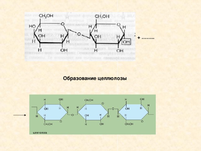 + …….. Образование целлюлозы