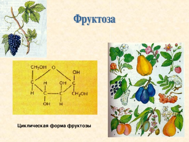 Циклическая форма фруктозы