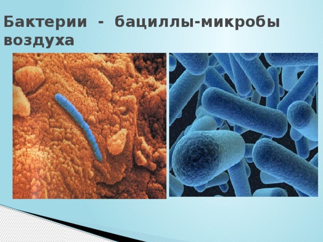 Бактерии - бациллы-микробы воздуха