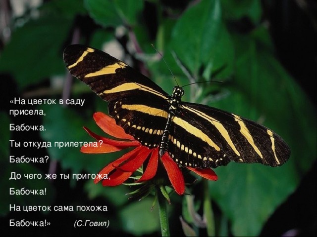 «На цветок в саду присела, Бабочка. Ты откуда прилетела? Бабочка? До чего же ты пригожа, Бабочка! На цветок сама похожа Бабочка!»  (С.Говил)