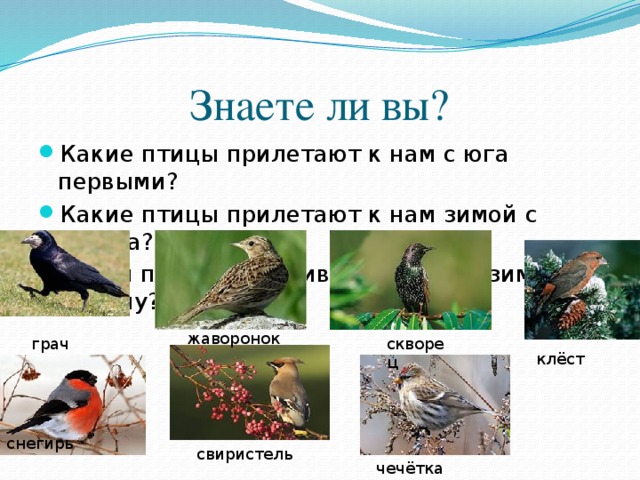 Фотография какого либо насекомого или птицы какие части тела являются рычагами презентация