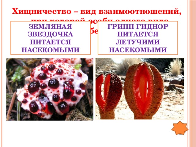 Хищничество – вид взаимоотношений, при которой особи одного вида поедают особей другого вида Грипп гиднор питается летучими насекомыми Земляная звездочка питается насекомыми