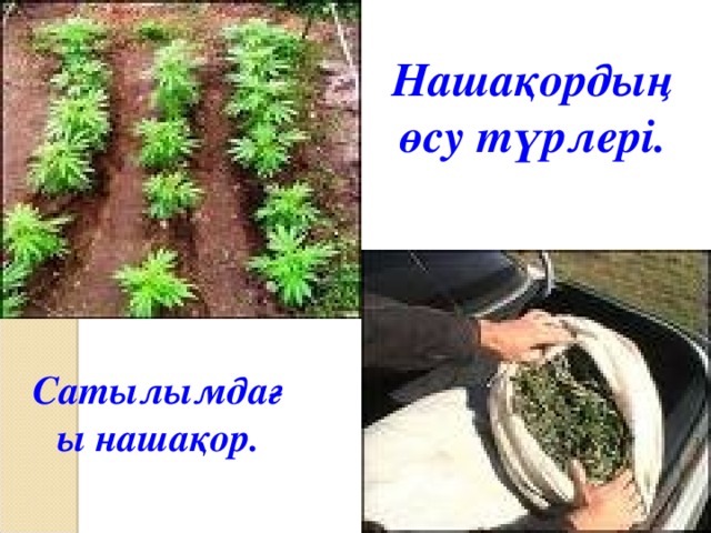 Нашақордың өсу түрлері. Сатылымдағы нашақор.