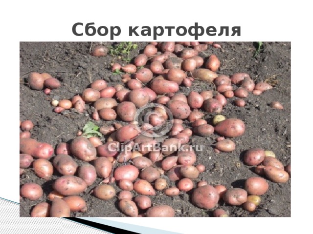 Сбор картофеля
