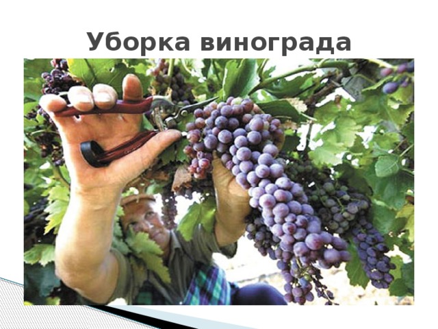 Уборка винограда
