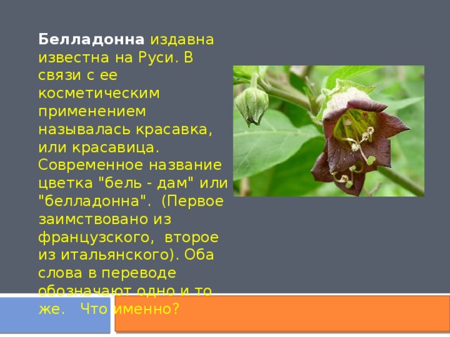 Белладонна издавна известна на Руси. В связи с ее косметическим применением называлась красавка, или красавица. Современное название цветка 