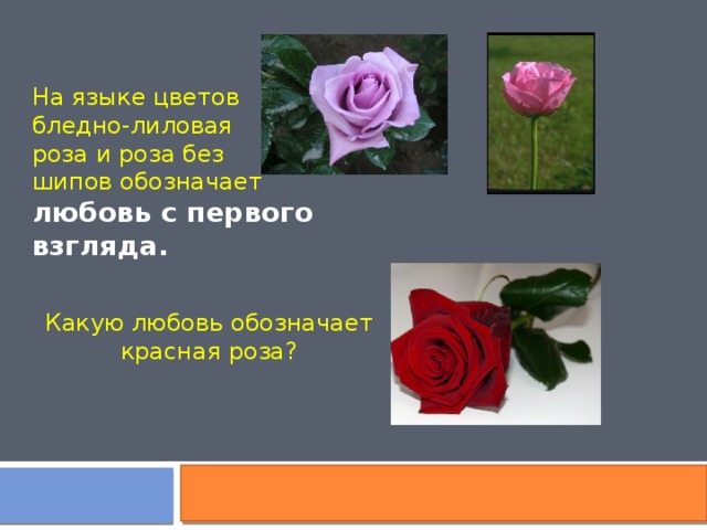 На языке цветов бледно-лиловая роза и роза без шипов обозначает любовь с первого взгляда. Какую любовь обозначает красная роза?