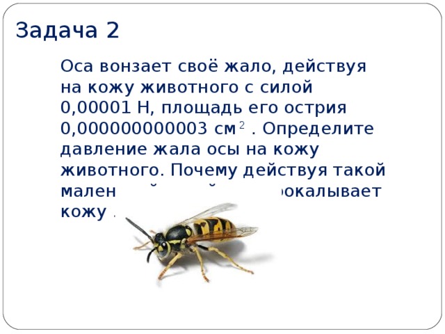 Сила оса