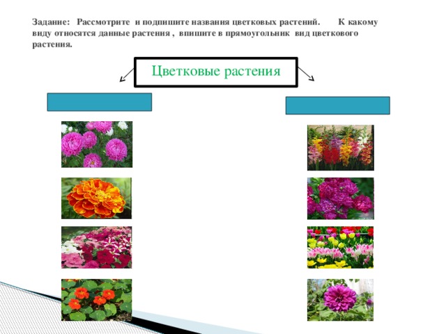 Задание: Рассмотрите и подпишите названия цветковых растений. К какому виду относятся данные растения , впишите в прямоугольник вид цветкового растения. Цветковые растения