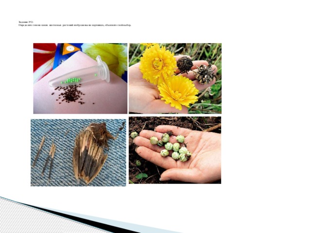 Задание №2:  Определите семена каких цветковых растений изображены на картинках, объясните свой выбор.