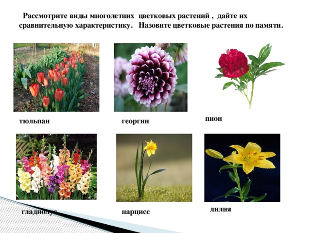 Рассмотрите виды многолетних цветковых растений , дайте их сравнительную характеристику. Назовите цветковые растения по памяти.   пион тюльпан георгин лилия гладиолус нарцисс