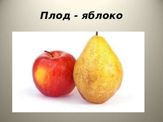 Плод - яблоко